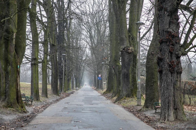 Kraków. Zabytkowa aleja Waszyngtona ogołocona z kilkunastu drzew. Posadzono nowe, których liście już niszczy owad