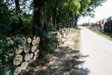 Internauta: Gołocą las na rzeszowskim Załężu!