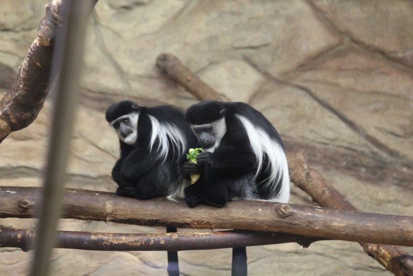 Miłość wśród zwierząt. W śląskim zoo jest sporo par....