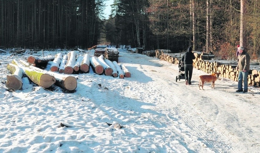 W miejscu, gdzie jeszcze niedawno rósł stary las, rozciąga...