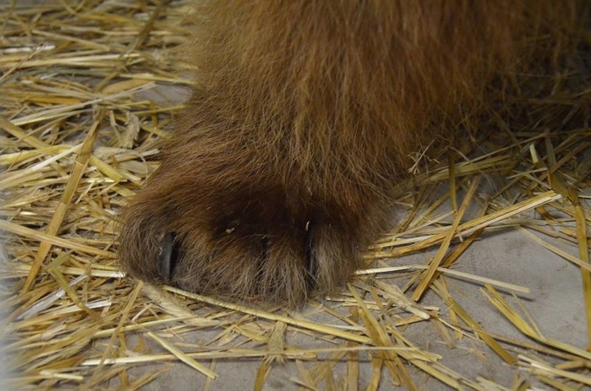 Okaleczony niedźwiedź jest już w poznańskim zoo