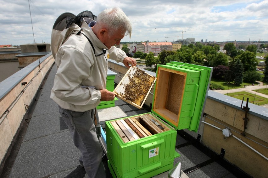 Pszczoły na dachu urzędu marszałkowskiego we Wrocławiu.