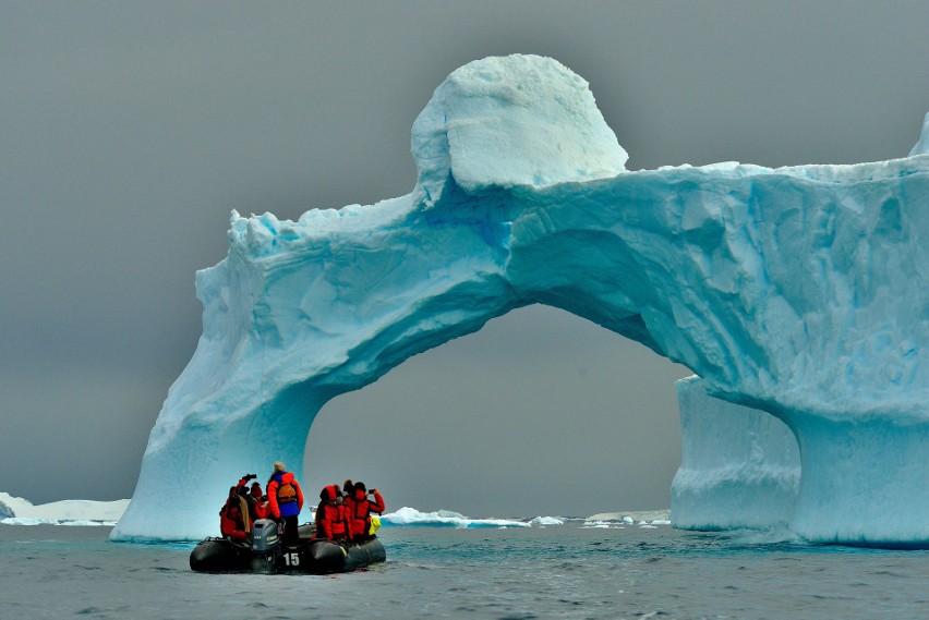 Antarktyda jest domem dla 235 gatunków zwierząt, takich jak...