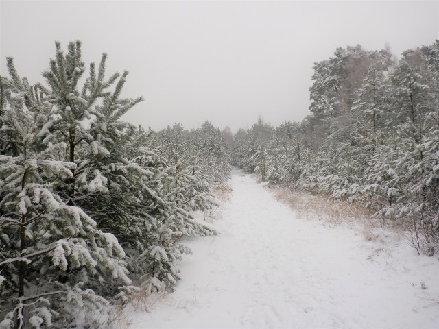 Przed świętami w regionie znów sypnie śniegiem, ale są wątpliwości, czy biały krajobraz utrzyma się w Boże Narodzenie.