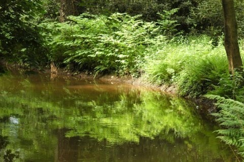 Park angielski w Iłowej