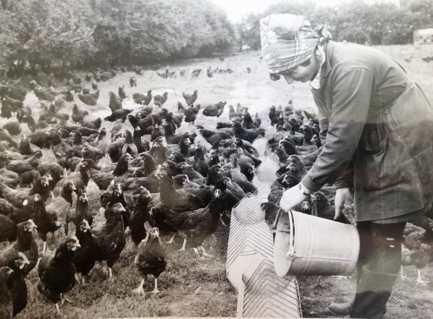 1970 rok. Ferma zarodowa Drobiarstwa PGR Kluczbork. Pani...