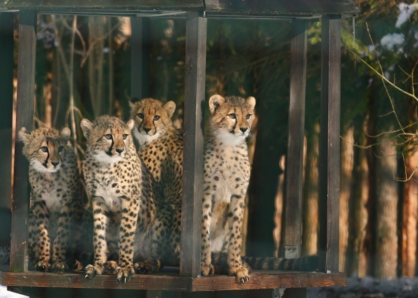Poznaliśmy imiona gepardów z gdańskiego zoo!