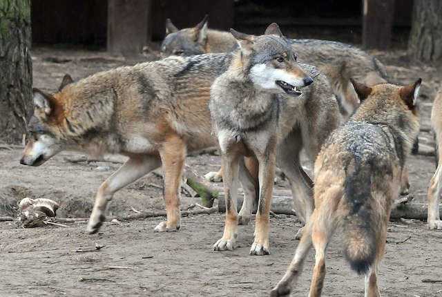 Wilki niezwykle trudno namierzyć obiektywem w ich naturalnym środowisku. Można je natomiast do woli podziwiać w myślęcińskim zoo