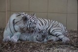 ZOO Safari Borysew. Do Zoo Safari w Borysewie 1 czerwca bez biletów. Zoo w Dzień Dziecka będzie za darmo dla dzieci w wieku do 15 lat 29.05