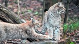 Wilki, rysie i niedźwiedzie na wolności. Beskid Mały lepszy niż Bieszczady