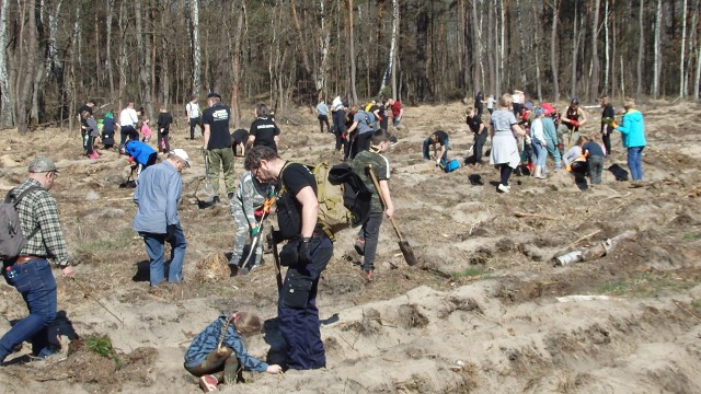 "Las Europejski" w Dąbrowie Górniczej liczy już ponad 66 tysięcy drzew, a w weekend posadzonych zostało 10 tysięcy sadzonek sosny Zobacz kolejne zdjęcia/plansze. Przesuwaj zdjęcia w prawo naciśnij strzałkę lub przycisk NASTĘPNE