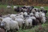 Owce z Gruczna na wynajem nie tylko do strzyżenia trawnika. Wypożyczymy na owcodni. Brzmi jak żart, ale nie do końca nim jest