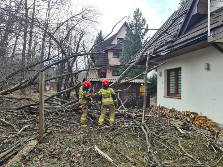Halny na w Zakopanem i okolicach wywraca i łamie drzewa. Strażacy mają pełne ręce roboty