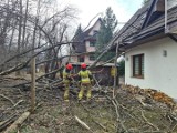 Halny na w Zakopanem i okolicach wywraca i łamie drzewa. Strażacy mają pełne ręce roboty