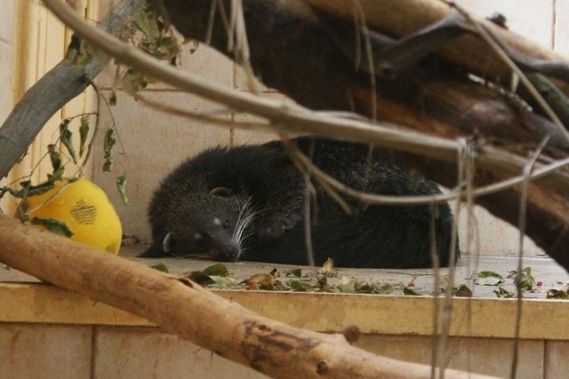 Binturong z łódzkiego zoo