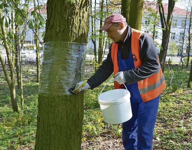 Włodzimierz Pszczoliński z Zakładu Zwalczania Szkodników „SCORPION” wykonuje lepowanie pni w lipnowskim parku