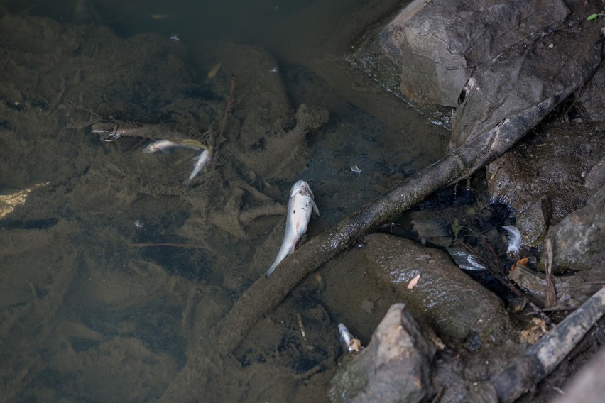 Kraków. Martwe ryby w Wildze. Czy do rzeki dostały się toksyczne substancje?