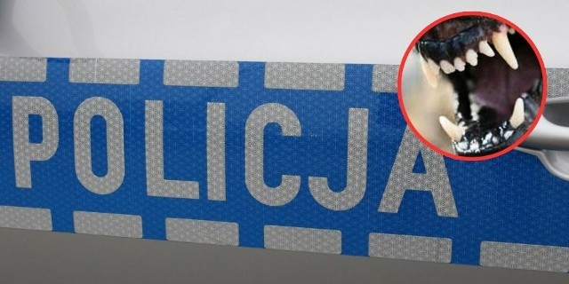 Z informacji przekazanych przez rzeczniczkę Komendy Powiatowej Policji w Obornikach, wynika, że na właściciela psów został nałożony mandat w wysokości 500 złotych. 