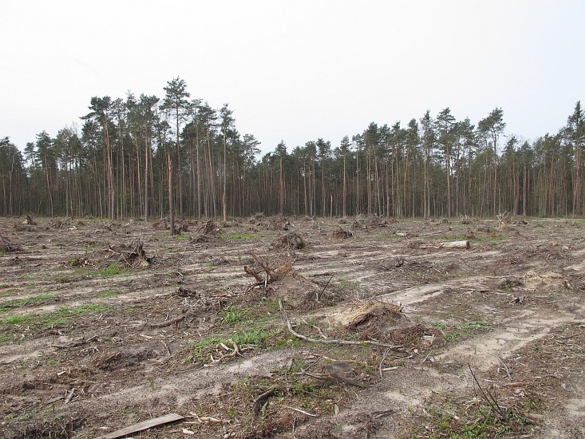 Miejscami lasy zostały spustoszone doszczętnie.