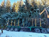 Z Nadleśnictwa Nawojowa do Krakowa. Gigantyczna jodła stanie pod Oknem Papieskim