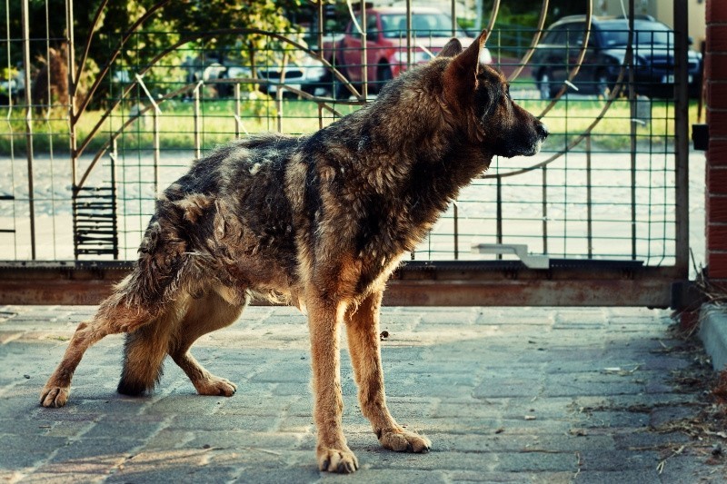 Wrocław: Zagłodzony owczarek. TOZ prosi o pomoc (ZDJĘCIA)