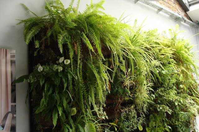 Zielona ściana to świetny pomysł na dekorację wnętrza i ciekawe wyeksponowanie roślin.