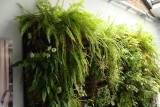 Pomysł na wnętrze: zielone ściany z żywych roślin