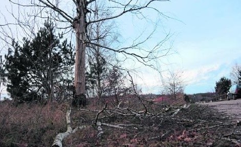 Drzewo, które miało rosnąć na prywatnym gruncie, może okazać się gminne. Jest bałagan w dokumentach, a granice są wątpliwe.