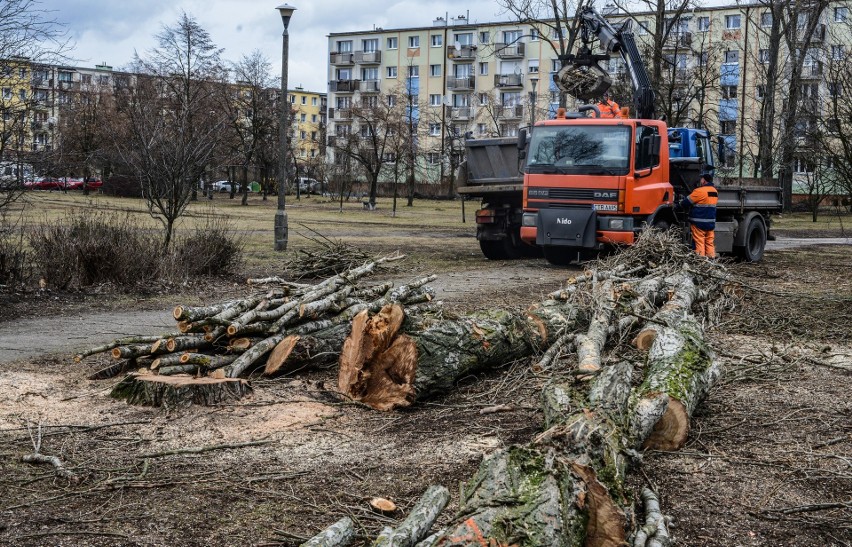 Na Kapuściskach usuniętych zostanie 55 drzew. Wykarczowane...