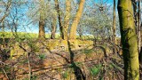 Opuszczona wieś Kummernigk nieopodal Wrocławia. Ruiny ukryte są w zagajniku, rosnącym w szczerym polu