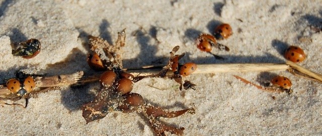 Biedronki na plaży w Poddąbiu