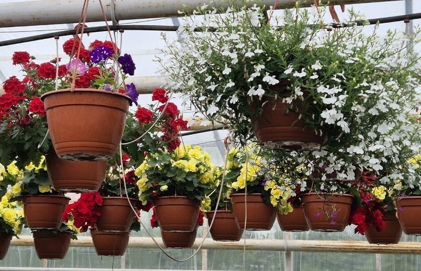 Sprawdź ceny najpopularniejszych kwiatów we wrocławskich...