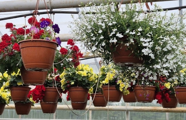 Sprawdź ceny najpopularniejszych kwiatów we wrocławskich centrach ogrodniczych >>>