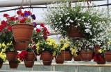 Kwiaty na balkon i taras. Pelargonie, begonie, dalie i inne. Pytaliśmy o ceny we wrocławskich centrach ogrodniczych | kwiecień 2024