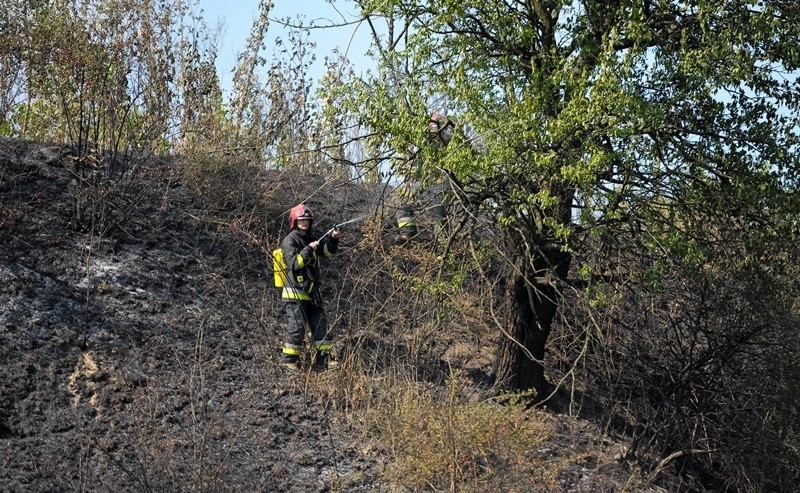 Strażacy gaszą pożar ścierniska i krzaków o powierzchni 1,2...