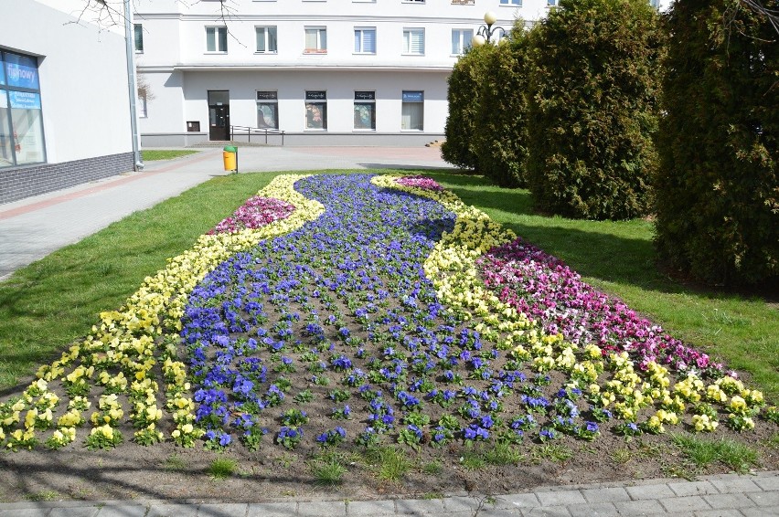 Stalowa Wola. Barwne wiosenne kobierce z kwitnących bratków w całym mieście [ZDJĘCIA]