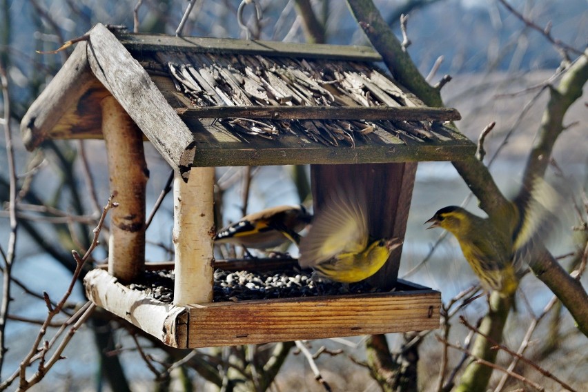 Osadzeni będą wykonywać drewniane karmniki dla ptaków