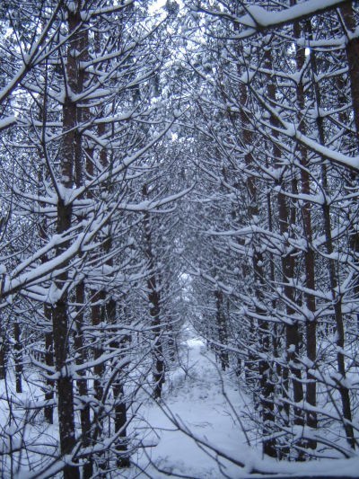 Zimowy las w Oleśnie.