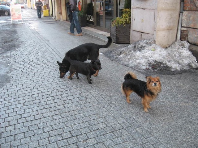Praktycznie codziennie na placu Przyjaźni błąkają się psy bez kagańca i właściciela.