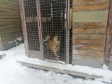 Weterani schroniskowego życia. W Łodzi w schronisku dla zwierząt przy Marmurowej są psy, które żyją za kratami całe życie