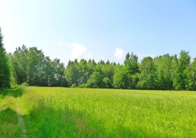 Najtańsze działki zlokalizowane blisko lasu w województwie podlaskim można kupić za około 50 000 zł.