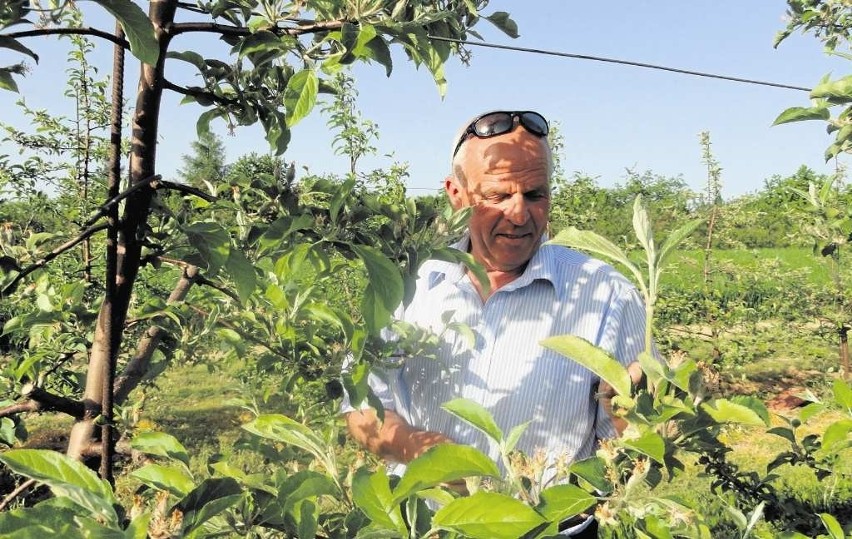 Krzysztof Bebak w sadzie ogląda zawiązki owoców