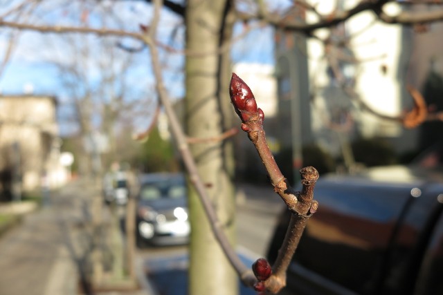 Długotrwale utrzymujące się temperatury dodatnie sprawiły, że w pełni kalendarzowej zimy rośliny budzą się do życia. W galerii znajdują się zdjęcia drzew i krzewów z opolskich ulic.