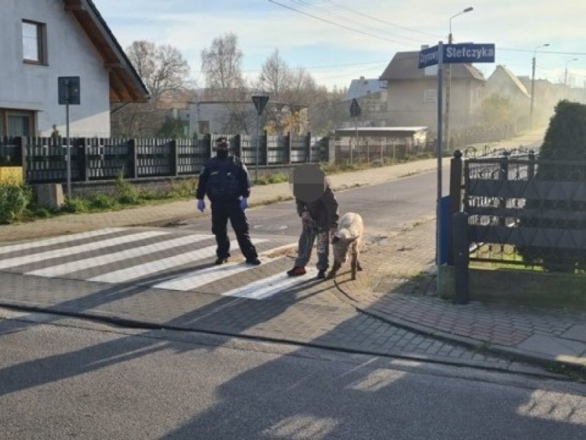 Świnia spacerowała po ulicach Wejherowa. Niechcący doniosła w ten sposób na właściciela, bo się wydało, że pochodziła z nielegalnej hodowli