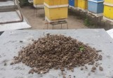 Tysiące martwych pszczół w powiecie pleszewskim. Zabił je szkodliwy związek chemiczny