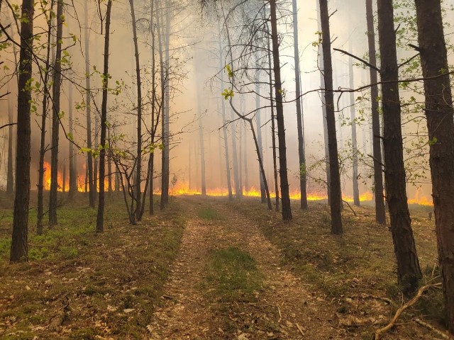 takie zdjęcia wielkiego pożaru lasu w pobliżu wsi Prosna w gminie Nowe Miasto nad Pilicą zrobili strażacy ochotnicy z Grójca. Więcej z pożaru i akcji na kolejnych zdjęciach