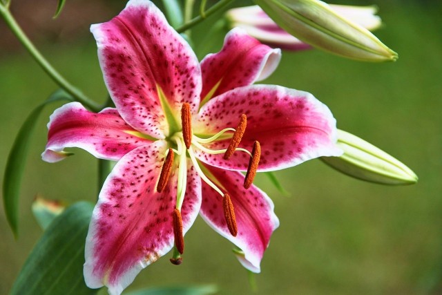 Lilie mają cudowne kwiaty, jednak żeby się regularnie pojawiały, musimy zadbać o kilka rzeczy.