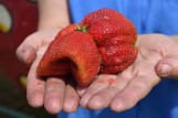 W Leokadiowie urosła największa truskawka w Polsce. Owoc ważył 214 gramów