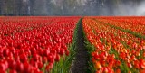 TOP 10. Oto najlepiej oceniane kwiaciarnie w Końskich, Radoszycach i Stąporkowie  według opinii w Googlu