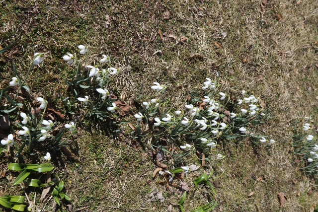 Śląski Ogród Botaniczny w Radzionkowie to doskonałe miejsce na wiosenny spacer. Zobacz kolejne zdjęcia/plansze. Przesuwaj zdjęcia w prawo - naciśnij strzałkę lub przycisk NASTĘPNE